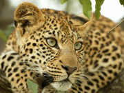 A young female leopard wears a contemplative expression in this portrait from Botswana.