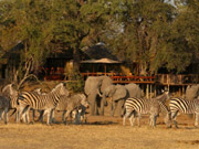 The waterhole in front of Savuti Camp in the Linyanti, Botswana provides great game-viewing from camp.