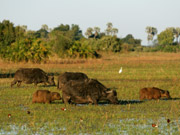 A herd of Cape buffalo crosses a floodplain at Mombo in the Okavango Delta, Botswana.