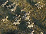 During the rains large herds of zebra migrate across the grasslands of the Kalahari desert, Botswana.