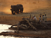 Guests and guides look on as an elephant herd approaches the famous woodpile hide at Savuti Camp in the Linyanti Reserve, Botswana.