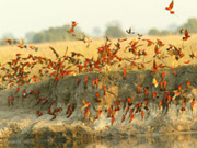 Summer migrants to Botswana include large numbers of carmine bee-eaters which regularly nest near one of the hides in the Linyanti Reserve, Botswana.
