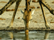 A giraffe's legs frame its head as it bends to drink in this close-up portrait.