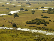 A herd of buffalo moves across the green plains of the waterways near Duma Tau in the Linyanti Reserve, Botswana.