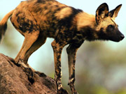 A young African wild dog perches atop a termite mound in the Selinda Reserve in the Linyanti region of Botswana.