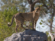 A male cheetah stands watchfully atop a termite mound near Savuti Camp in the Linyanti Reserve, Botswana.