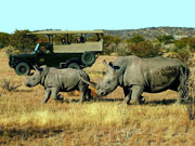 Guests enjoy a close encounter with rhinos at the Ongava Reserve neighbouring Etosha National Park, Namibia.
