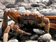 A crab peers out at a human visitor to the remote Skeleton Coast, Namibia.