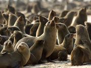 A colony of Cape fur seals snooze in the sun on a beach on the Skeleton Coast, Namibia.
