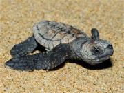 An endangered baby loggerhead turtle makes its way towards the sea at Rocktail Bay Lodge, KwaZuluNatal, South Africa.