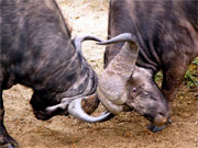 A pair of Cape buffalo go head to head at Londolozi, Sabi Sands, South Africa.