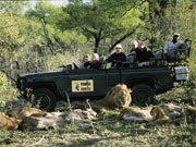 Guests view a pride of lions from their Land Rover at Mala Mala, Sabi Sands, South Africa.