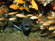 A moray eel peers out from a rock crevice in the waters near Rocktail Bay Lodge, KwaZuluNatal, South Africa.