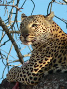 The Mxabene Female leopard guards her kill in a tree at Londolozi, Sabi Sands, South Africa.