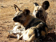 A pair of rare African wild dogs curl up together at Madikwe Game Reserve, South Africa.