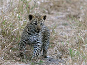A curious leopard cub explores the bush at Londolozi, Sabi Sands, South Africa.