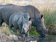 A mother rhino and her calf enjoy a cool drink at Londolozi, Sabi Sands, South Africa.