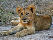 This lion cub is bored as the rest of his family sleeps off a recent meal.