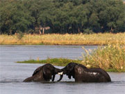 Two juvenile elephant bulls play in the Zambezi River.