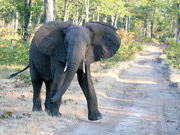 An elephant makes known his territory in South Luangwa National park, Zambia.