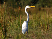 A graceful heron on a Lower Zambezi tributary.