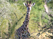 An adolescent Thornicroft's giraffe peeks through the foliage in South Luangwa, Zambia.
