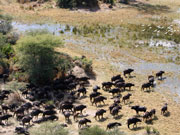 A herd of buffalo heads down to drink near Mombo Camp in the Okavango Delta, Botswana.